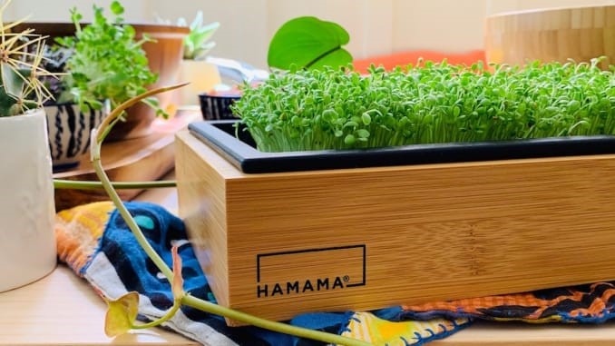 Microgreen kit producer Hamama is helping people grow green produce at home.